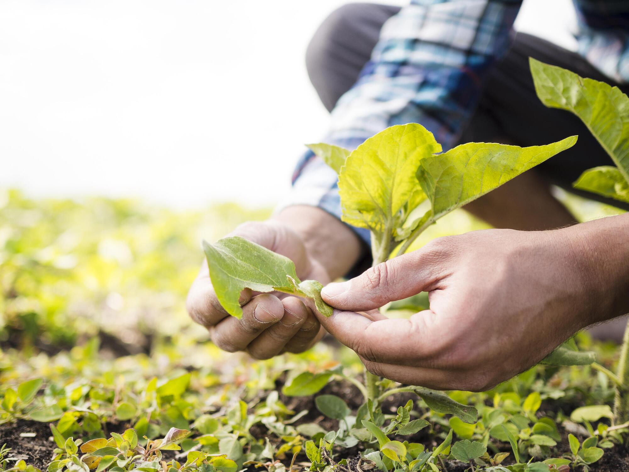 POR QUE CONTRATAR O SERVIÇO DE ORIGINAÇÃO DE GRÃOS PARA O SEU NEGÓCIO AGRO